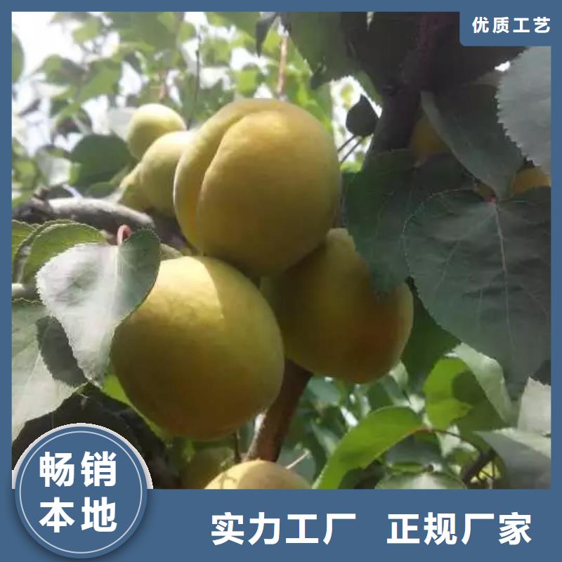 杏桃树苗适用范围广