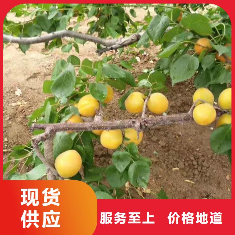 杏桃树苗厂家拥有先进的设备