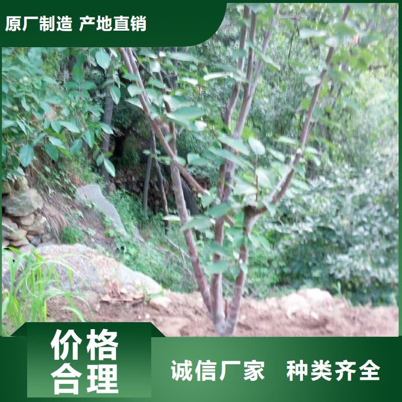 杏,玛瑙红石榴苗产地货源