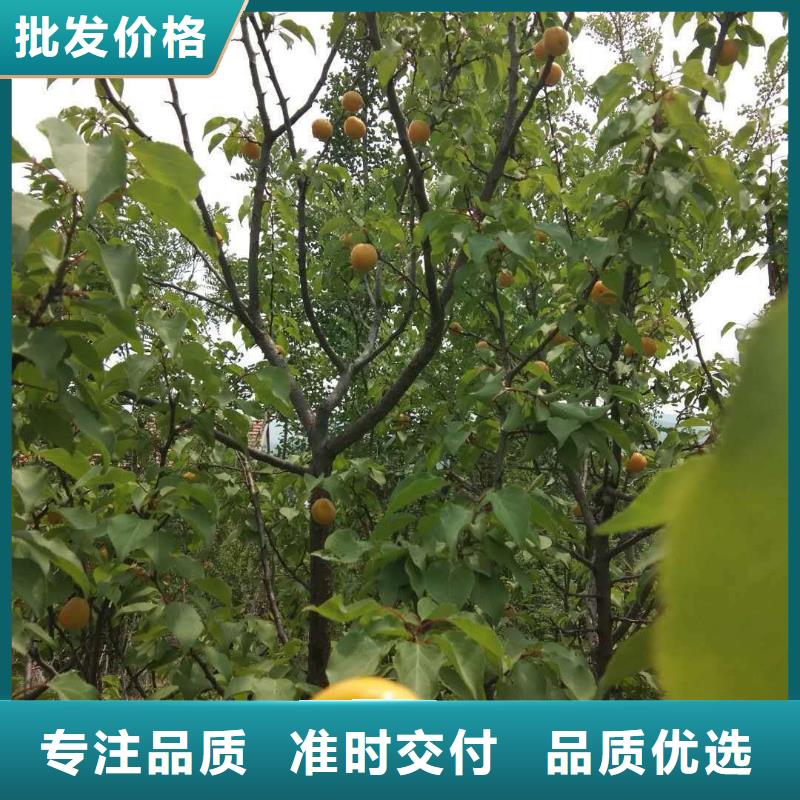 杏【樱桃苗】拥有核心技术优势