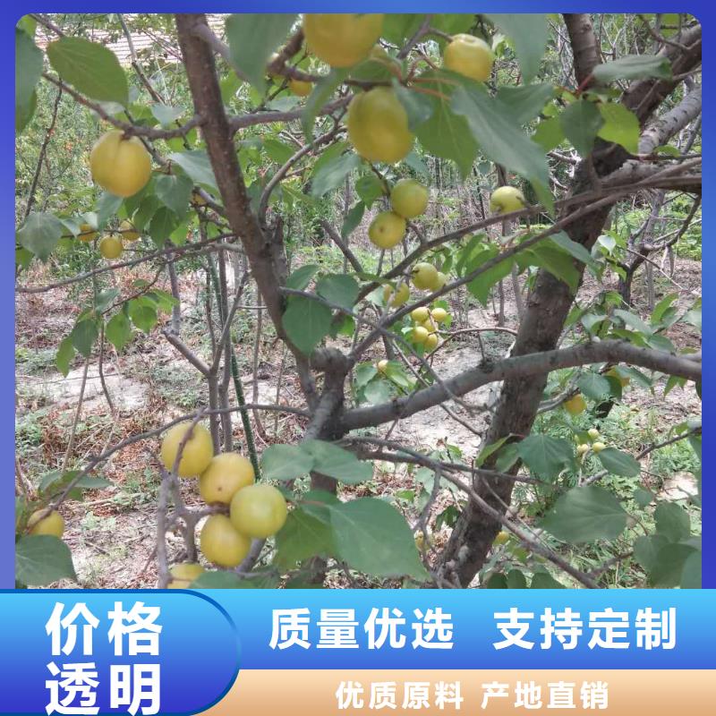 杏樱桃苗应用范围广泛