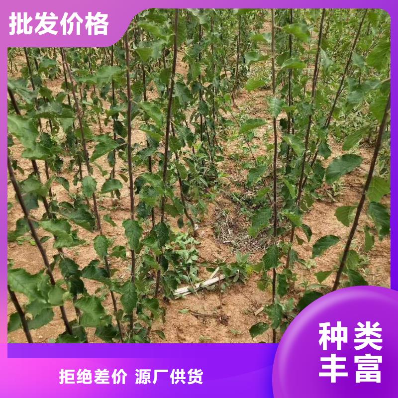 杏苹果苗支持定制批发