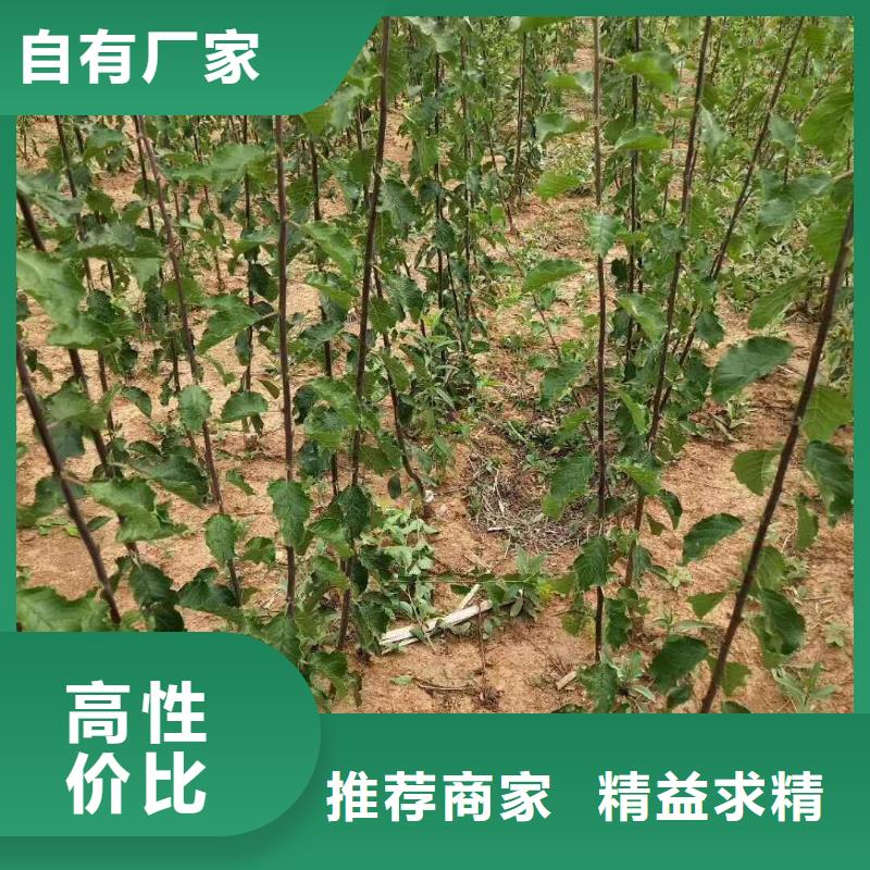 杏-樱桃苗细节严格凸显品质