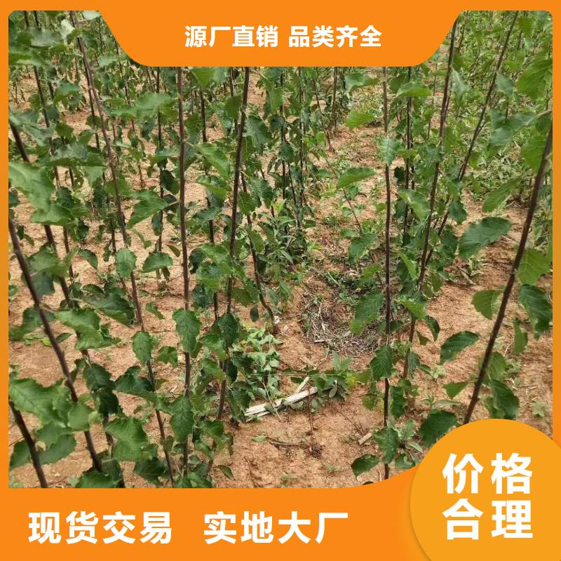 杏苹果苗质量优价格低