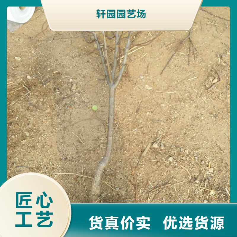 杏无花果苗实力商家