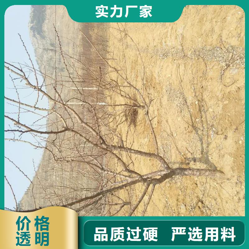 杏北美冬青可放心采购