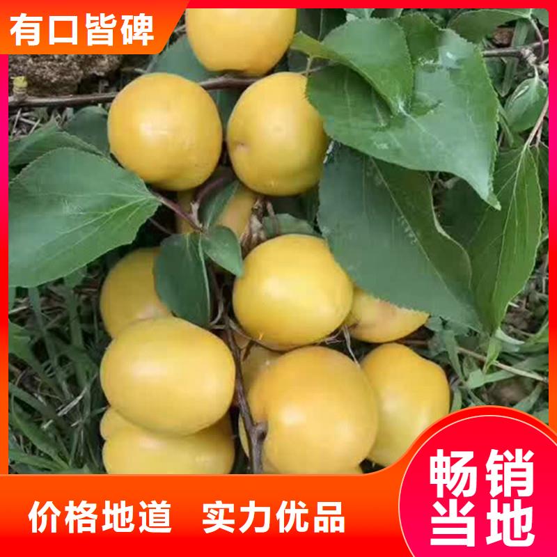 杏苹果苗支持定制批发