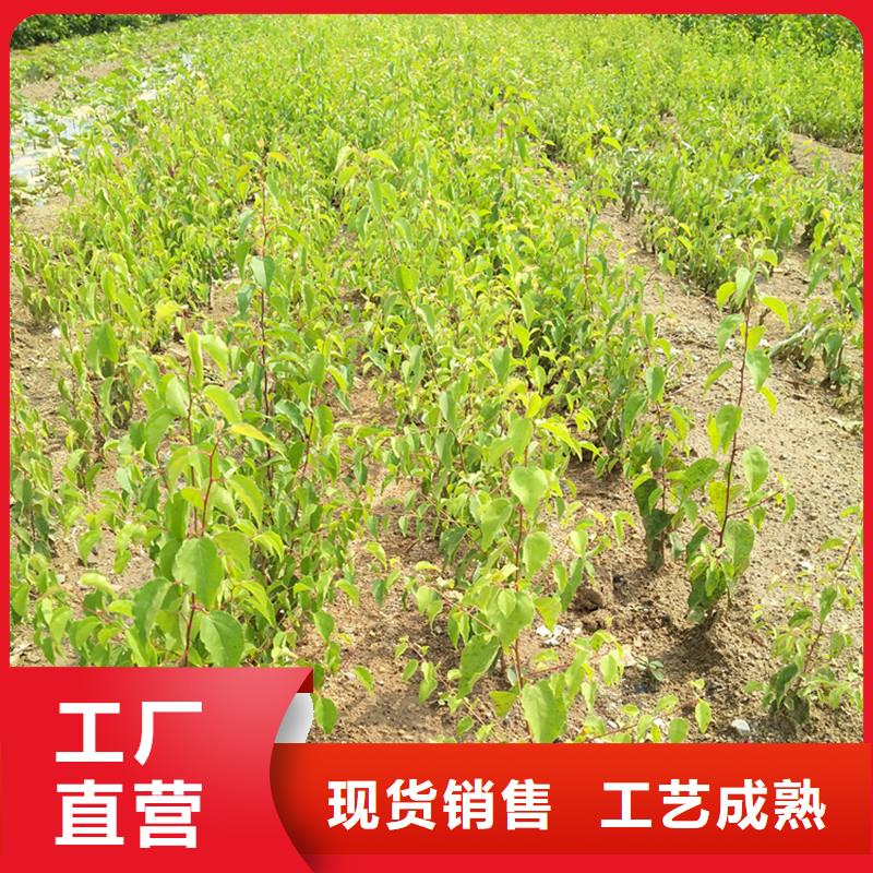 杏樱桃苗从厂家买售后有保障