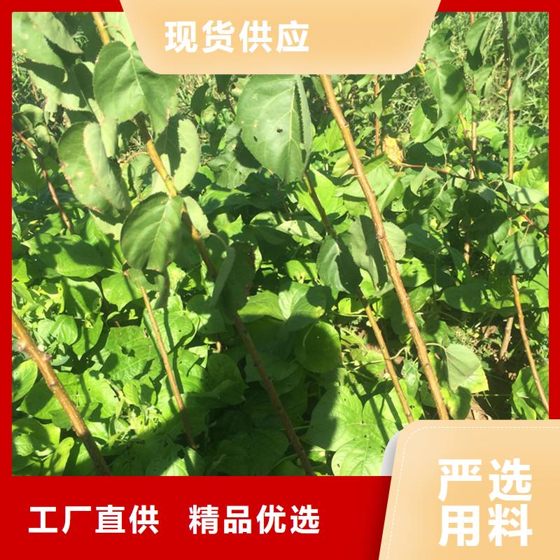 杏桃树苗48小时发货