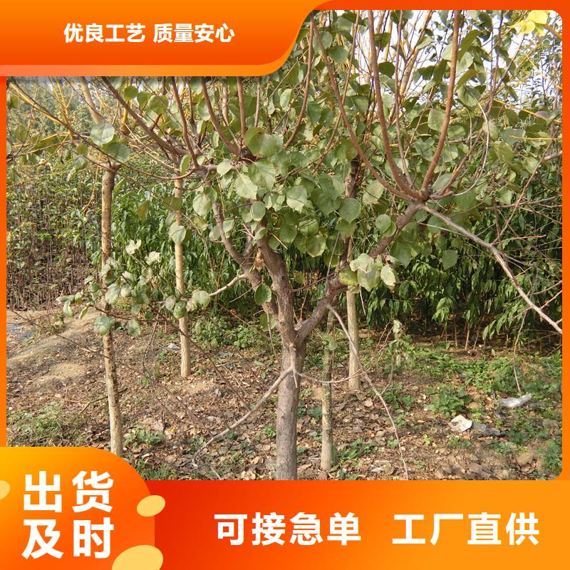 杏苹果苗信誉至上