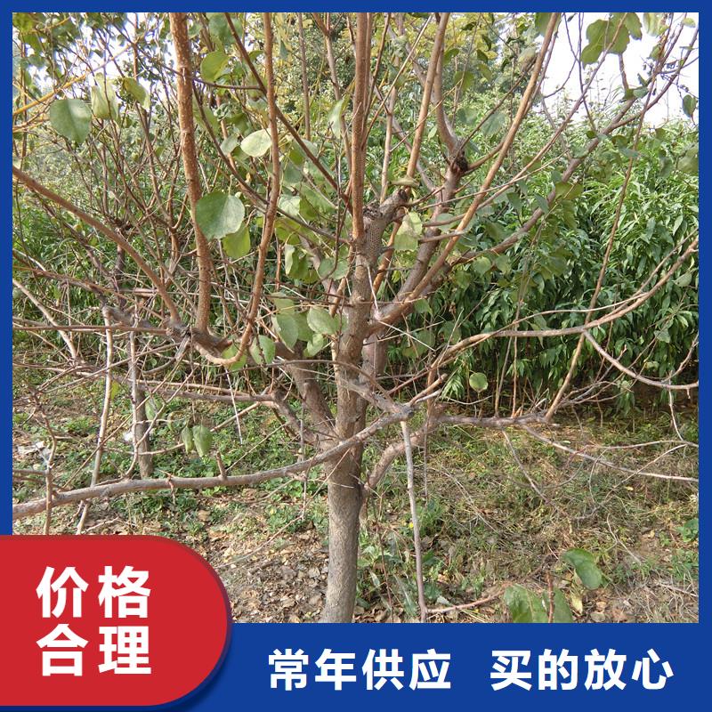 杏【樱桃苗】拥有核心技术优势