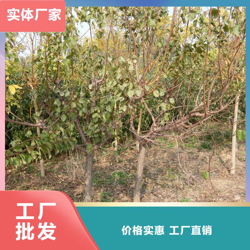 【杏石榴树今日新品】