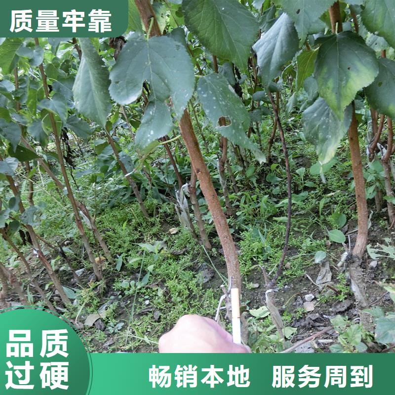 杏樱桃苗产品优势特点