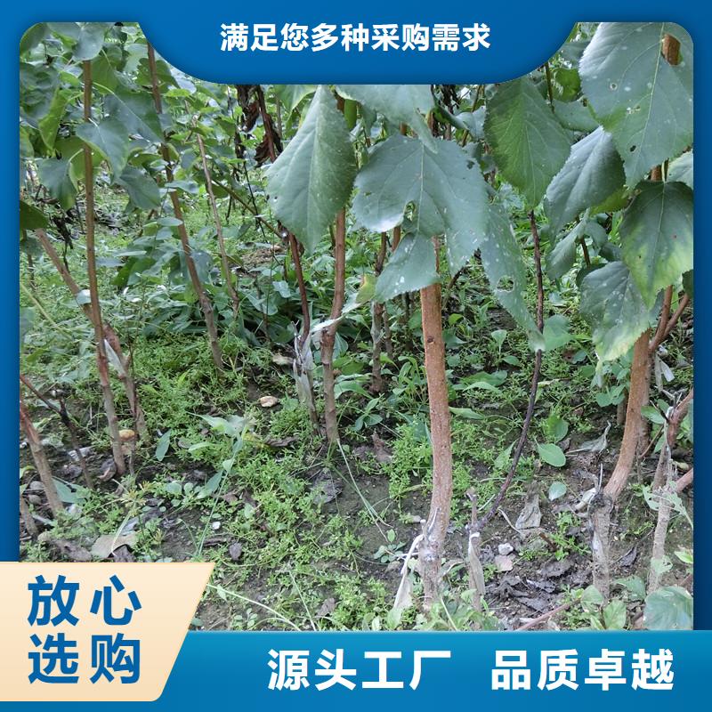 杏,樱桃苗安心购