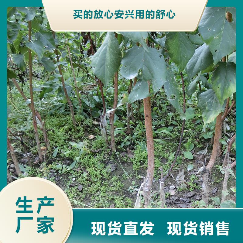 杏樱桃苗专注质量