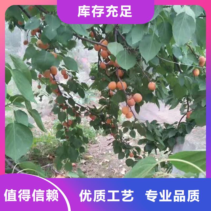 杏-苹果苗品质商家