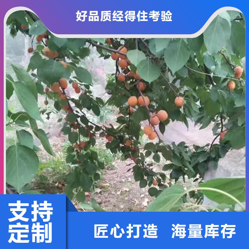 杏_樱桃苗品质可靠