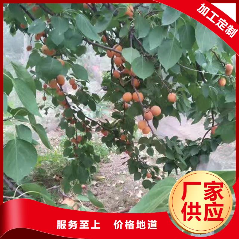 杏杏树苗严选用料