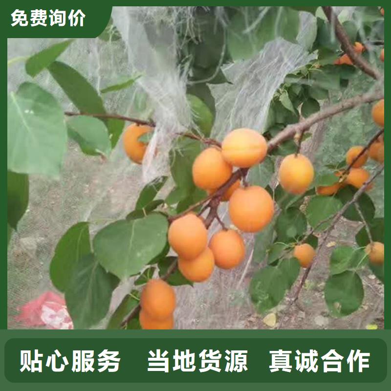 杏,苹果苗产品细节