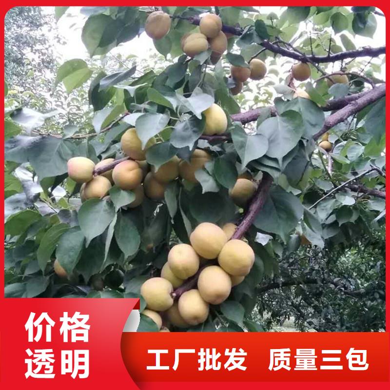杏,玛瑙红石榴苗产地货源