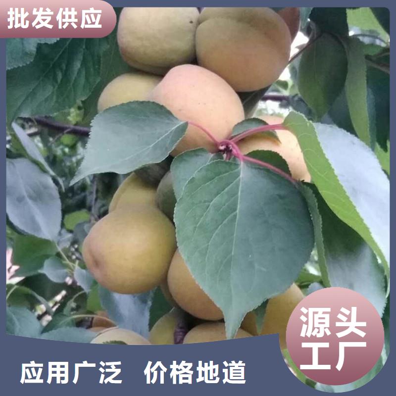 杏樱桃苗支持货到付清