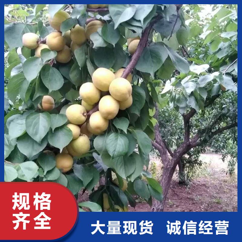 杏-樱桃苗细节严格凸显品质