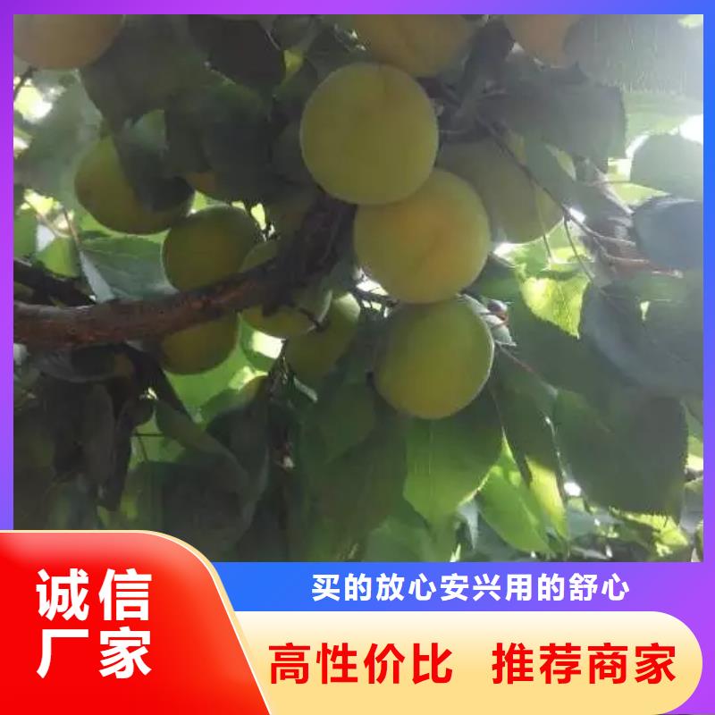 杏-樱桃苗按需设计