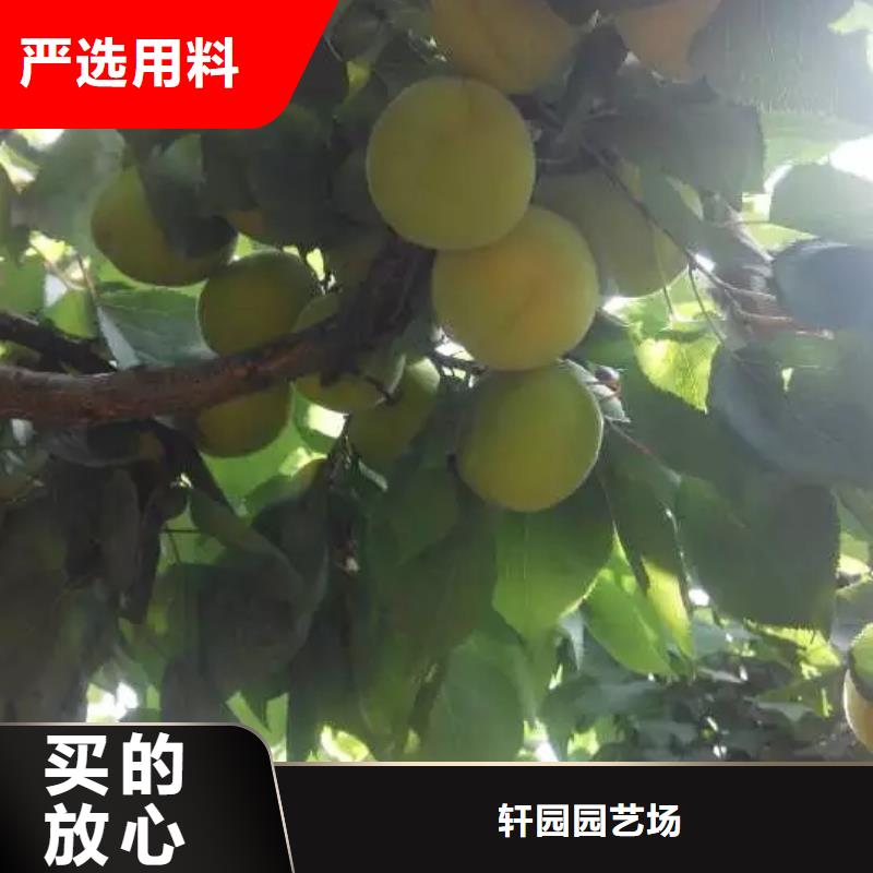 杏,玛瑙红石榴苗产地货源