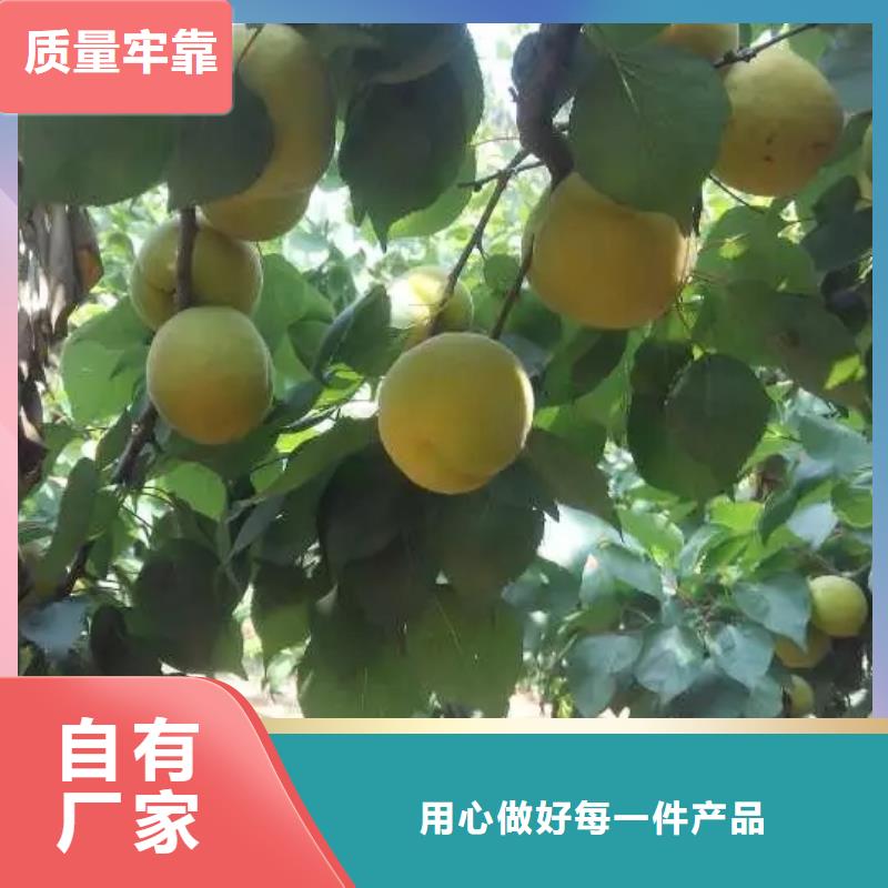 杏,苹果苗产品细节