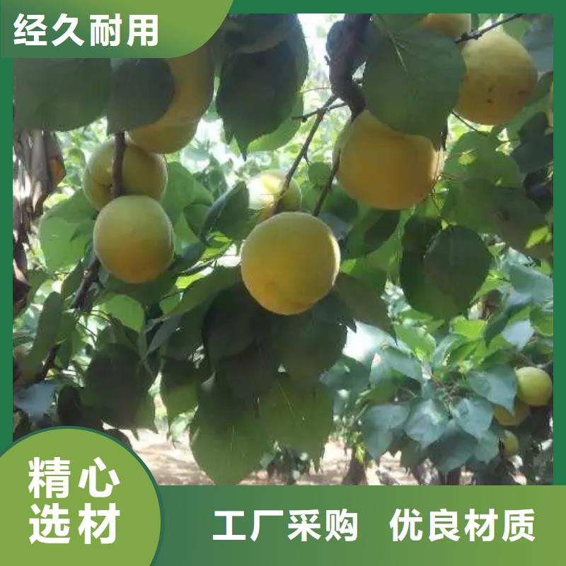 杏-樱桃苗按需设计