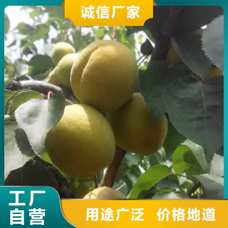 【杏】,猕猴桃苗大品牌值得信赖