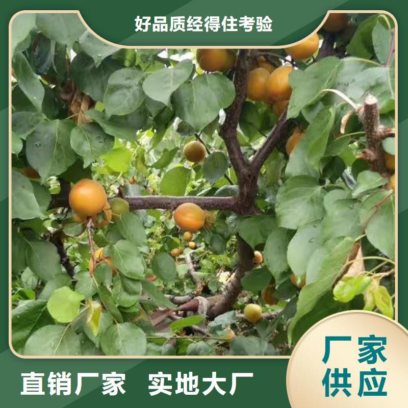 杏【猕猴桃苗】源头厂家量大价优