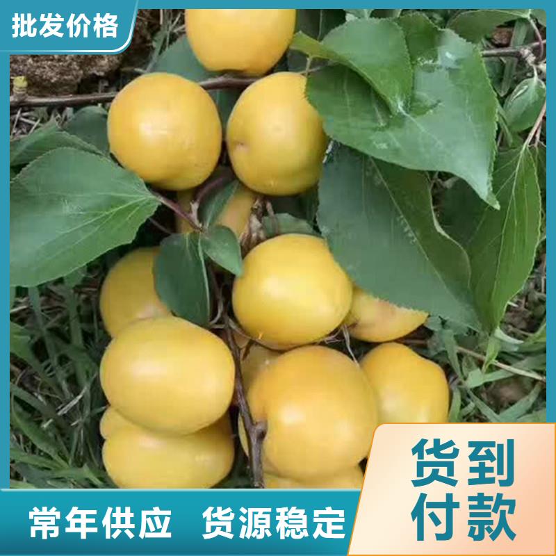 【杏】蓝莓苗生产加工