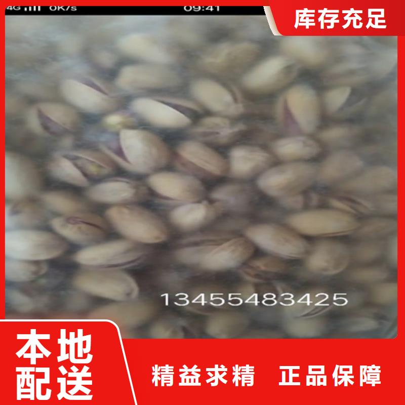 开心果桃树苗颜色尺寸款式定制
