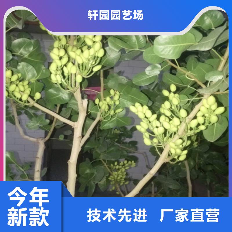 开心果_北美冬青产地直供