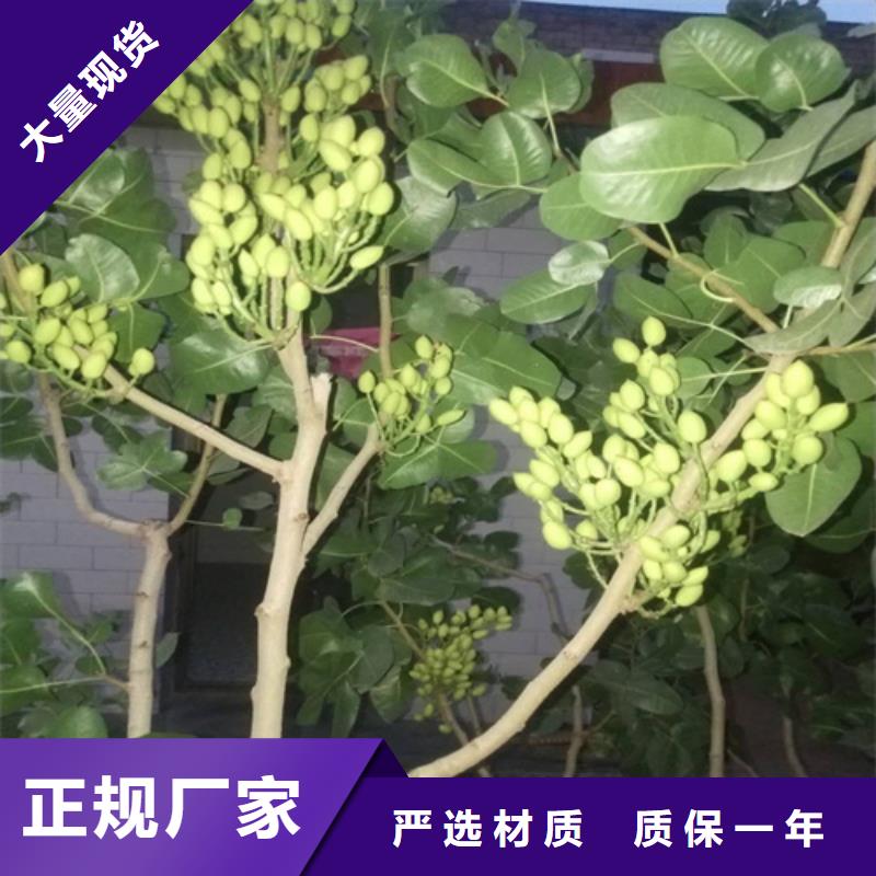 开心果苹果苗当日价格