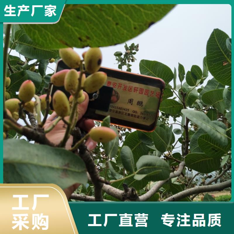 【开心果苹果苗低价货源】