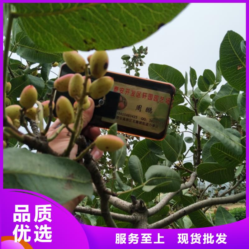 【开心果苹果苗低价货源】