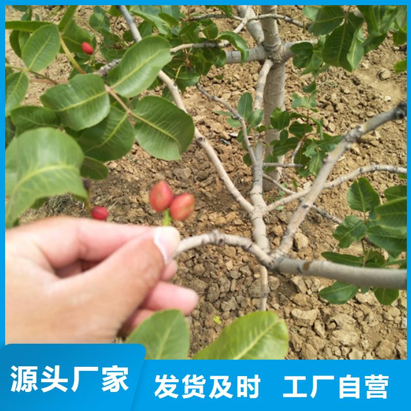 开心果苹果苗当日价格