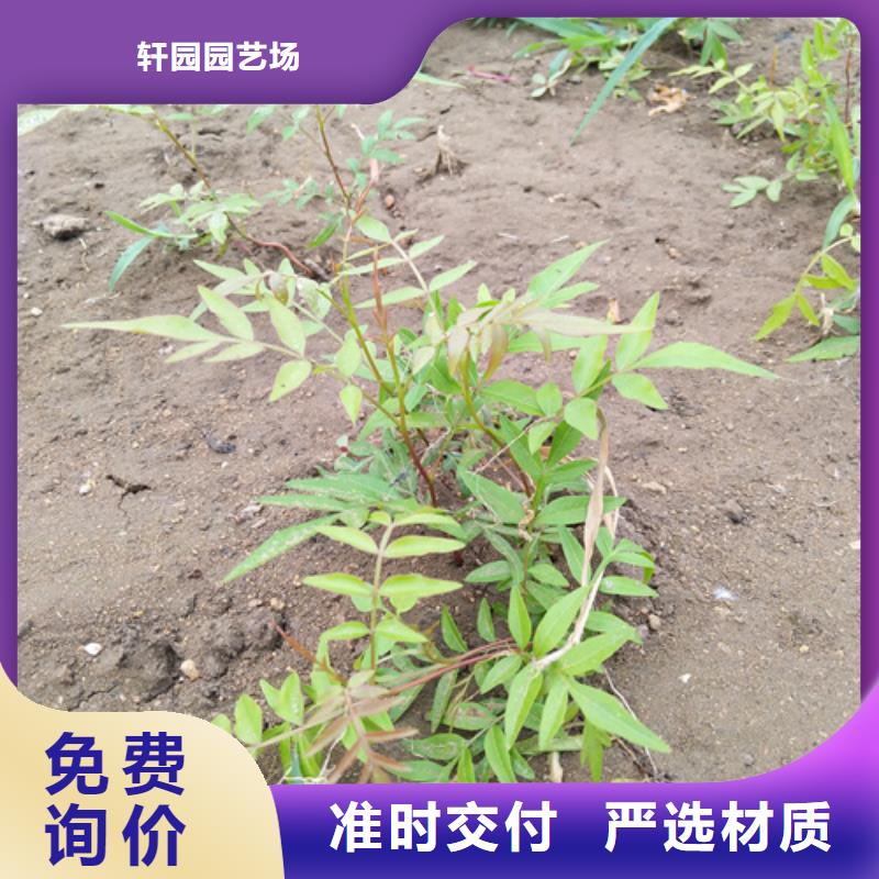 开心果苹果苗品质服务诚信为本
