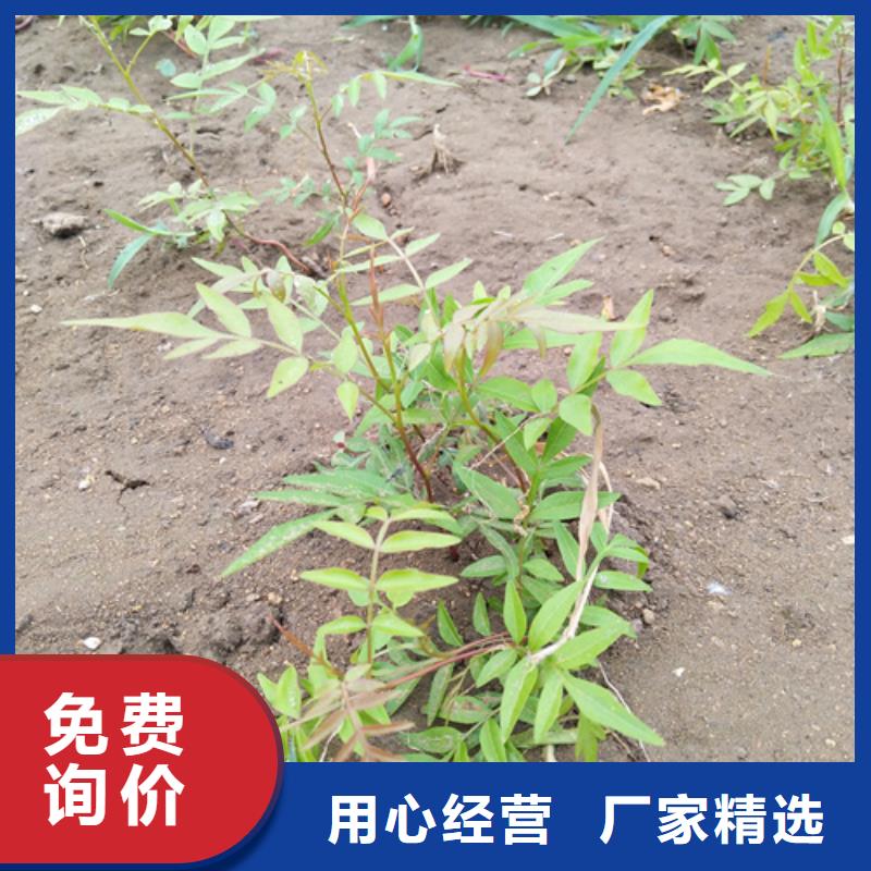 开心果板栗苗0中间商差价