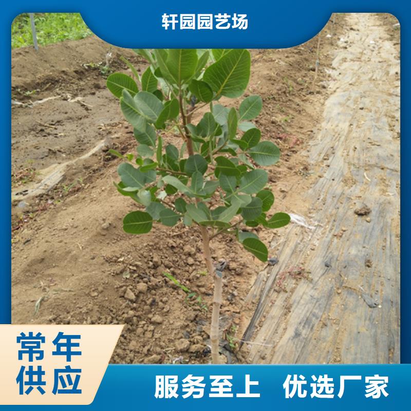 开心果_樱桃苗应用广泛