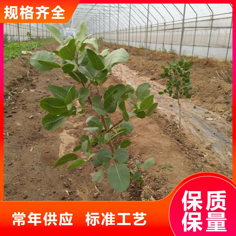 开心果李树苗应用范围广泛