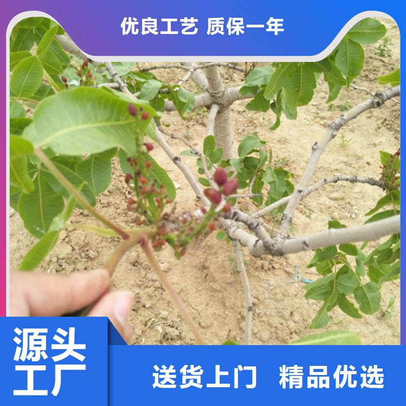 开心果【樱桃苗】加工定制