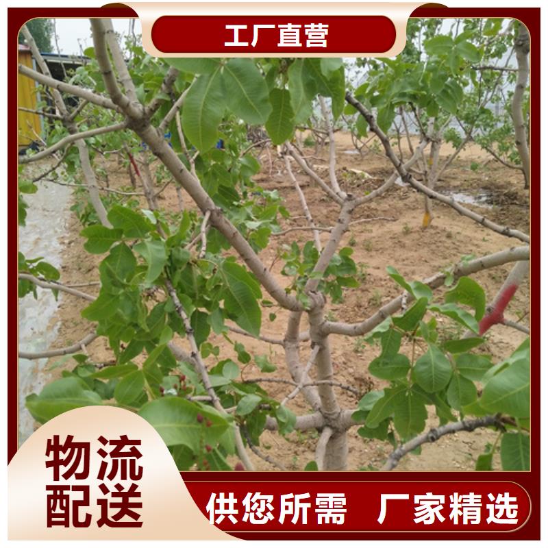 开心果苹果苗品质服务诚信为本
