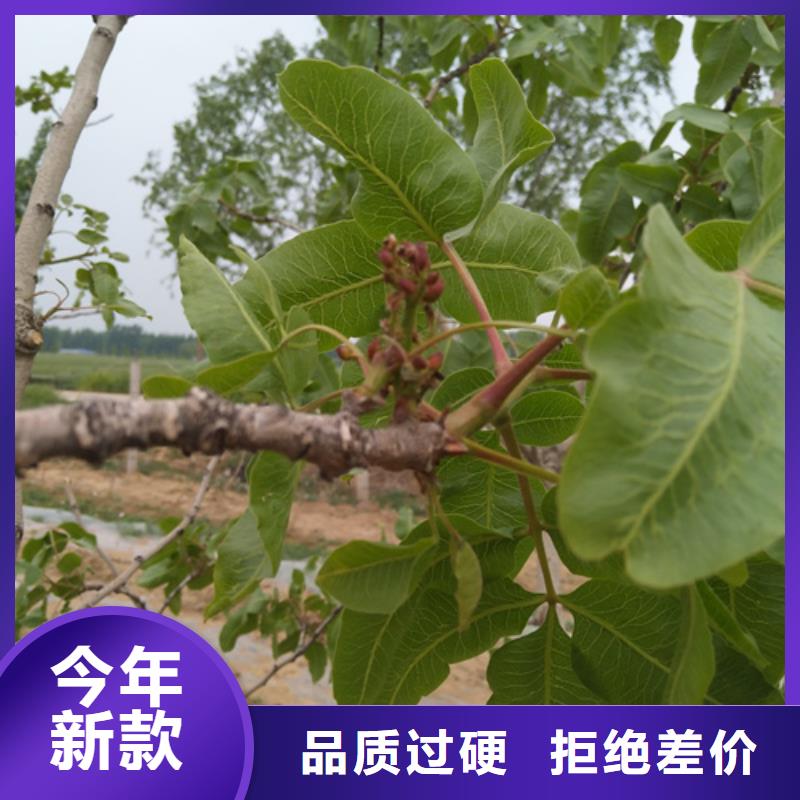 【开心果苹果苗低价货源】
