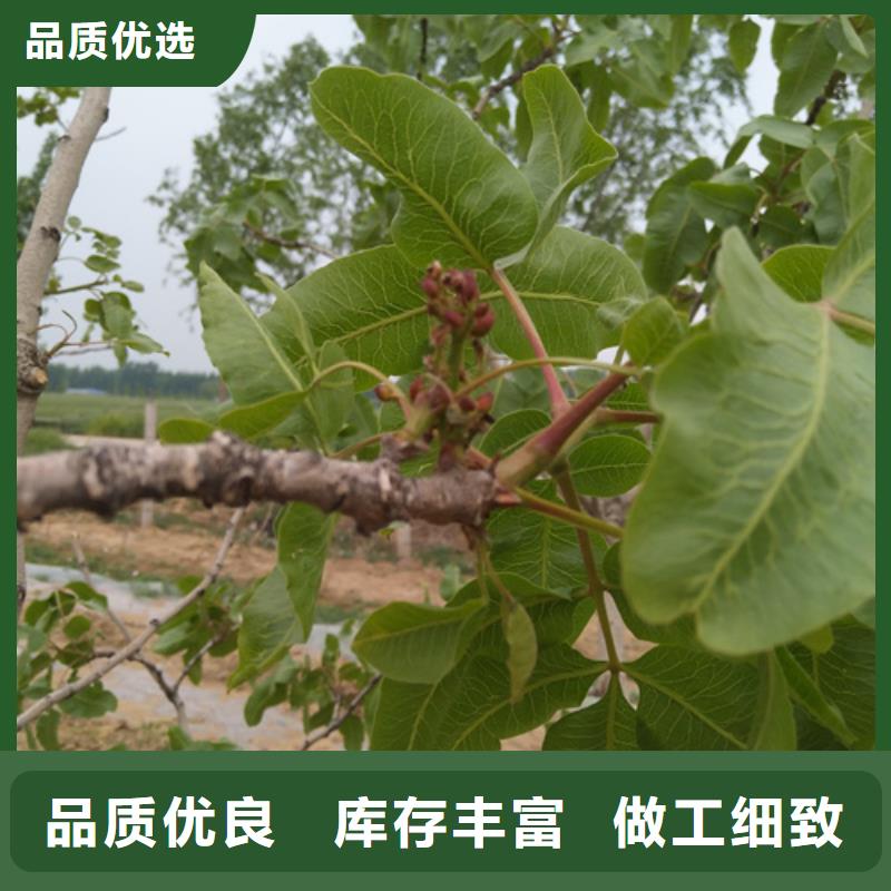 开心果_西瓜苗丰富的行业经验