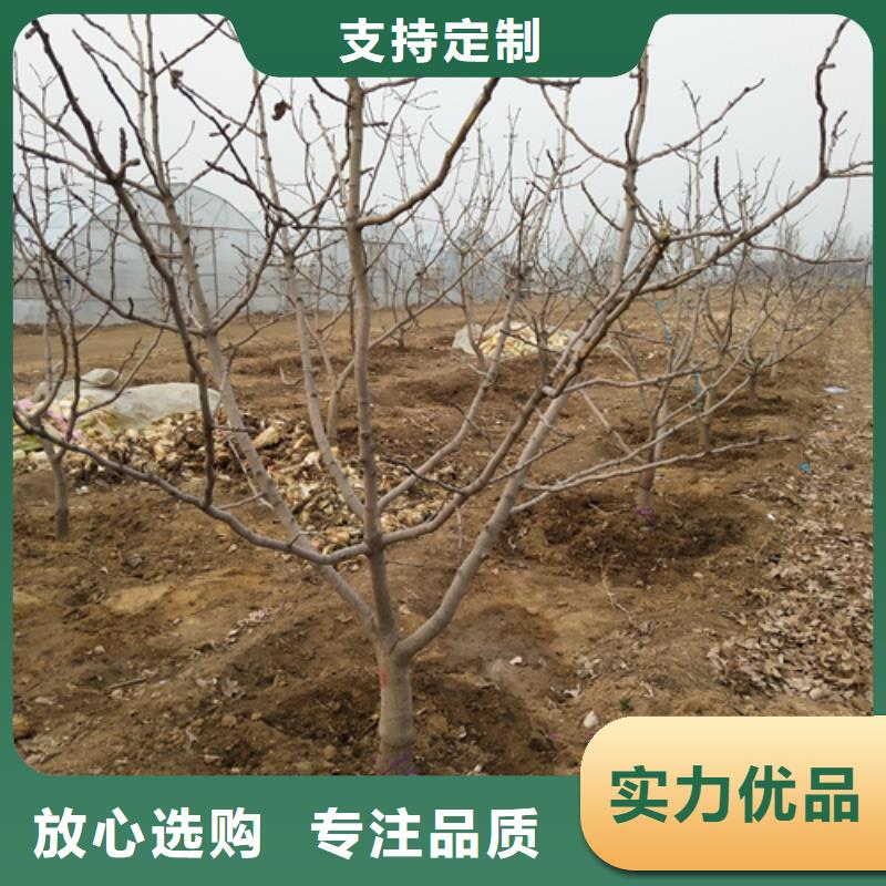 开心果-樱桃苗优质材料厂家直销