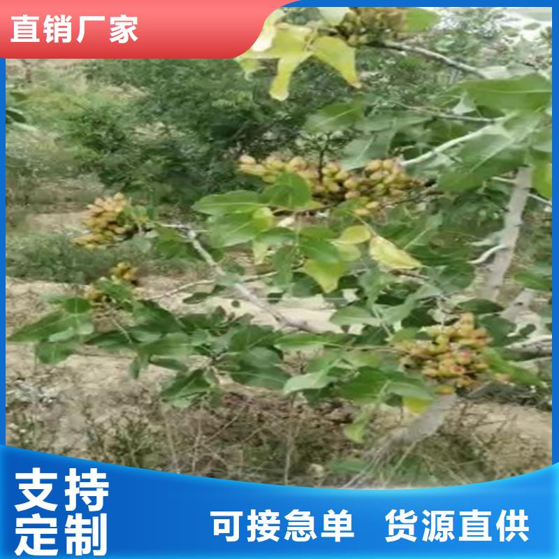 【开心果_苹果苗免费安装】