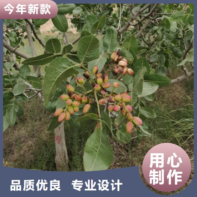 【开心果】樱桃苗售后服务完善